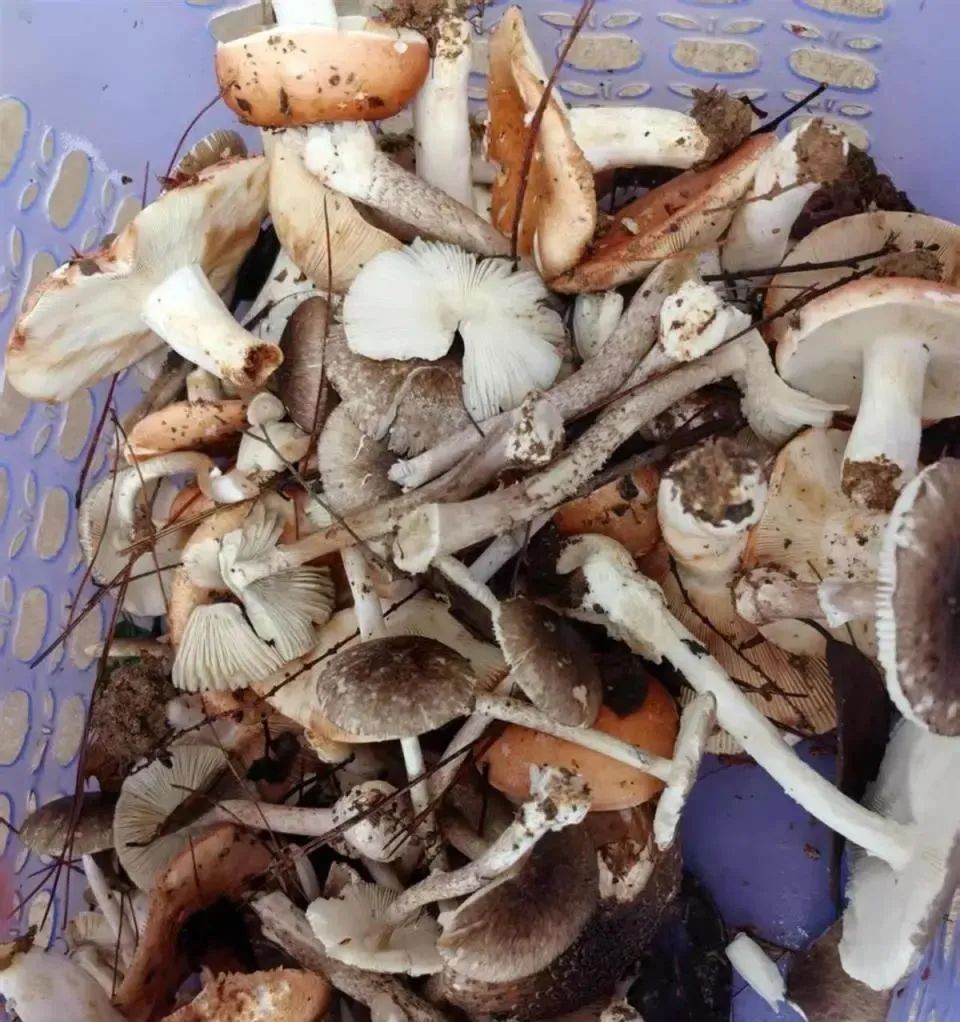 最新资讯 第4页